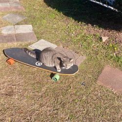 skateboard