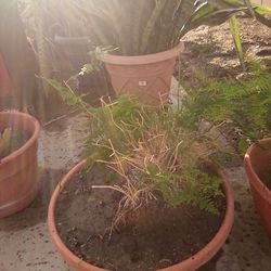 Moss Plant In A Pot $8