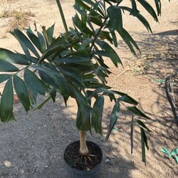 Foxtail Palm 