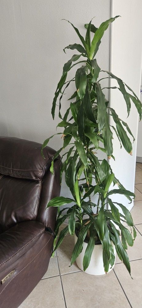 Indoor Dracaena Fragrans (Corn Plant) – Healthy and Tall – Great for Home or Office
