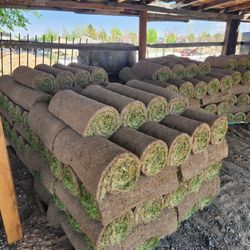 Sod Available Pallet 540sqft Kentucky Bluegrass 