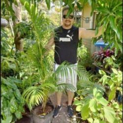 Areca Palm Landscape Plant Potted Plant