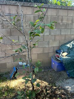 Guava tree