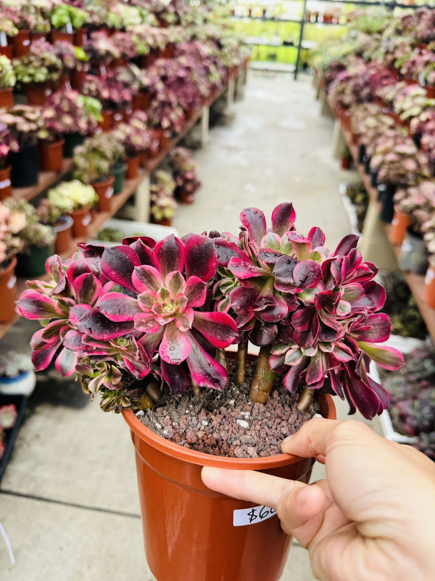 Aeonium River Stone Variegated Crest Imported,All Products : American Fashion Style Bags On Sale