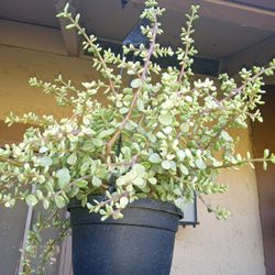 rubie portulacaria a $10 cada una
