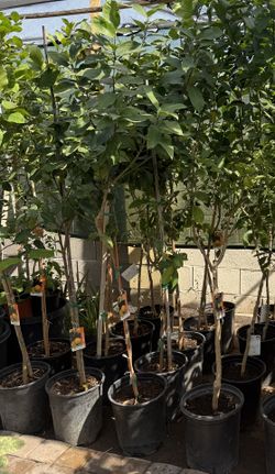 Lisbon Lemon 🍋 Trees 5F The Tall $60 Each Price Firm 