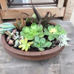 Potted Succulent 