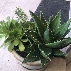 Various Succulent In The Big Terracotta Planter