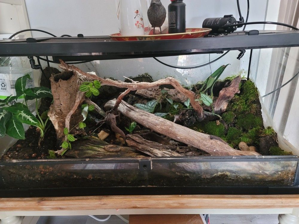 Large Bio Active Terrarium