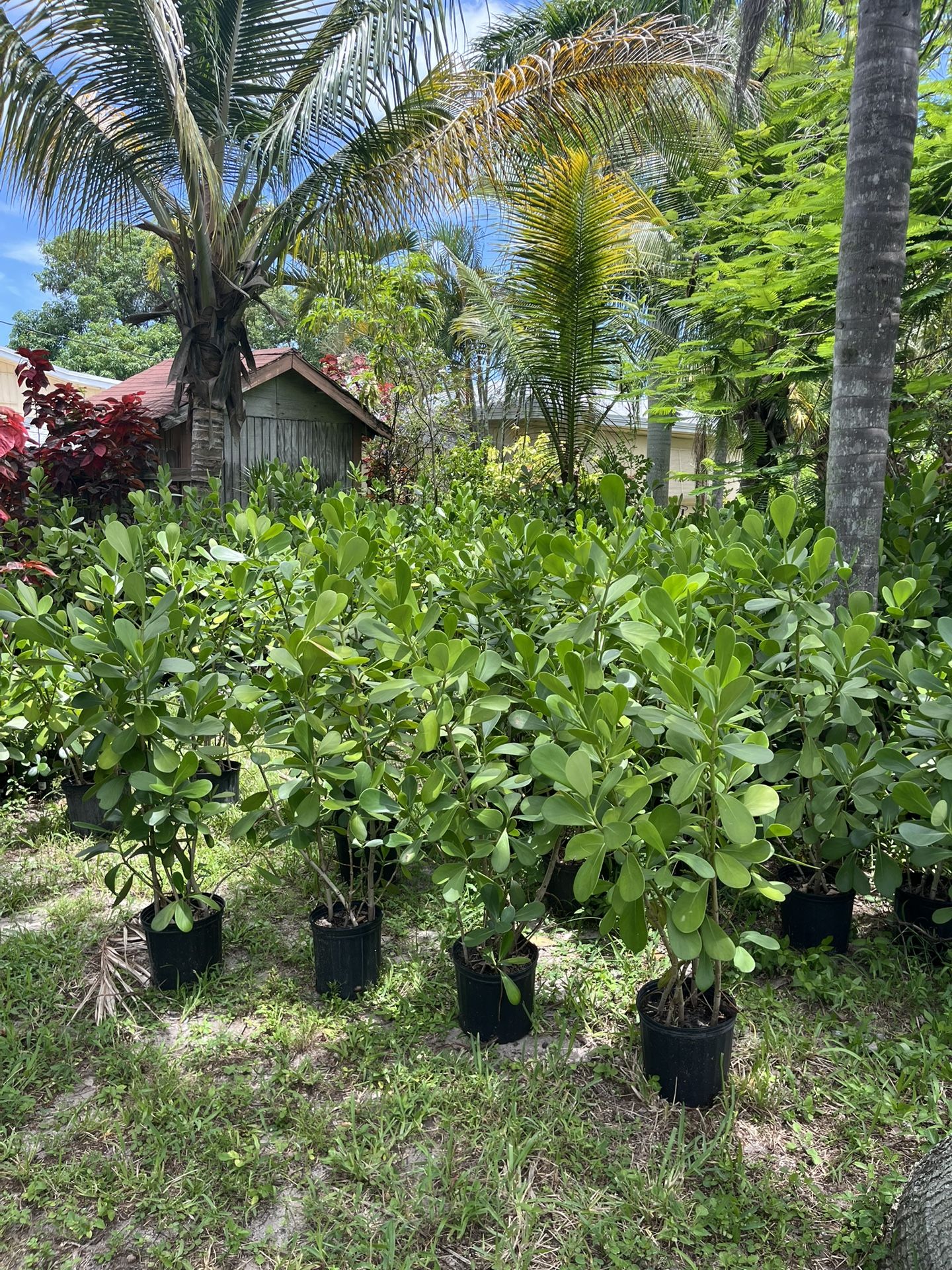 Clusia For Sale Near Me