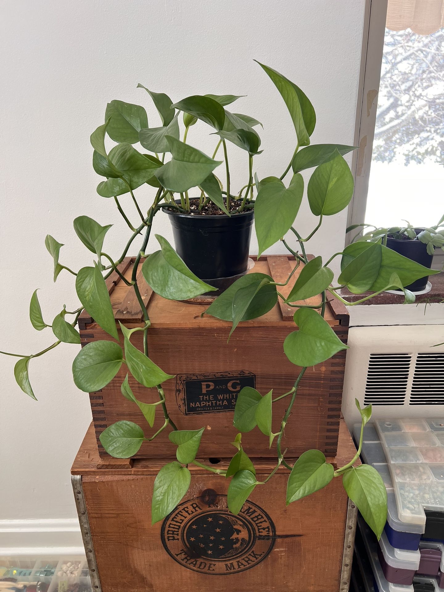 Pothos Indoor Plant