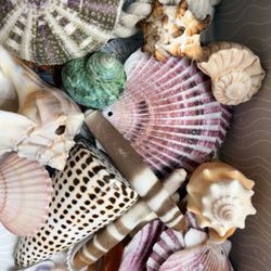 Sea Shells
