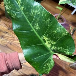 Philodendron Domesticum Plant