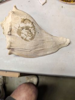 Vintage seashell