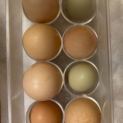 Fresh Eggs 