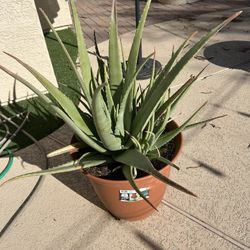 Aloe Vera Potted Plant