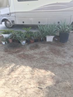 Aloe Vera plants $5 up