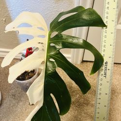 Monstera Albo Halfmoon White Tiger #1 - Stable Variegation