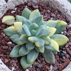 Korean Succulent Variegated 