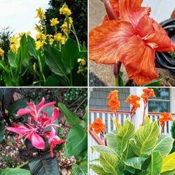 Vibrant Canna! Mixed Bag Healthy Rhizomes