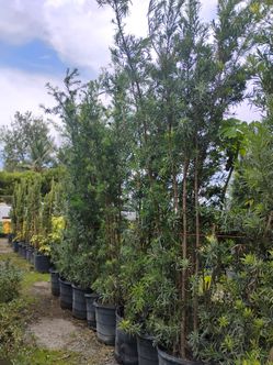 Podocarpus overgrown 7-8ft $55