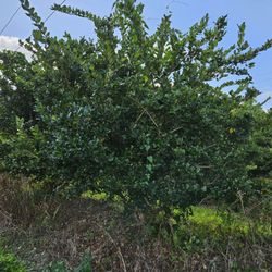 legustrum  tree  huge ready for Instalación or Privacy  over 10 feet tall  super wide