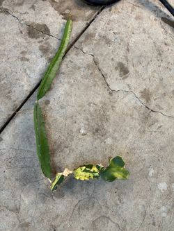 Cutting dragon fruit variegated