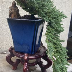 Bonsai Cascade Style Japanese Garden Junipers $65 Each
