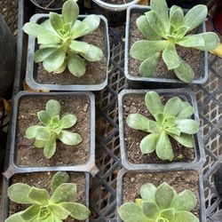 4 Inch Pot Aeonium haworthii Succulent Plant 