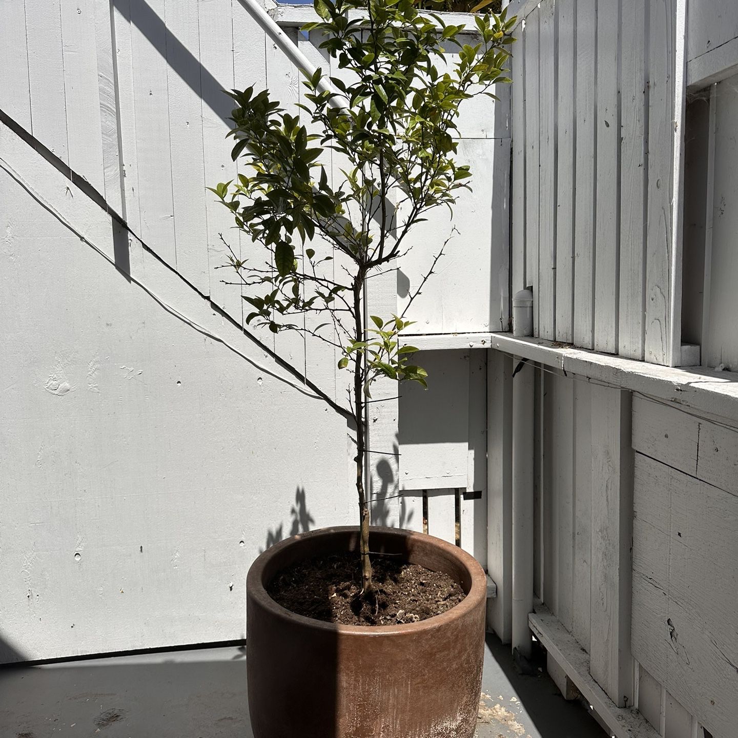 Outdoor Lime tree with Clay Pot 