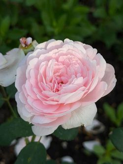 Rose plant fragrant