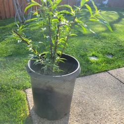 Tengo Esta planta En Venta 