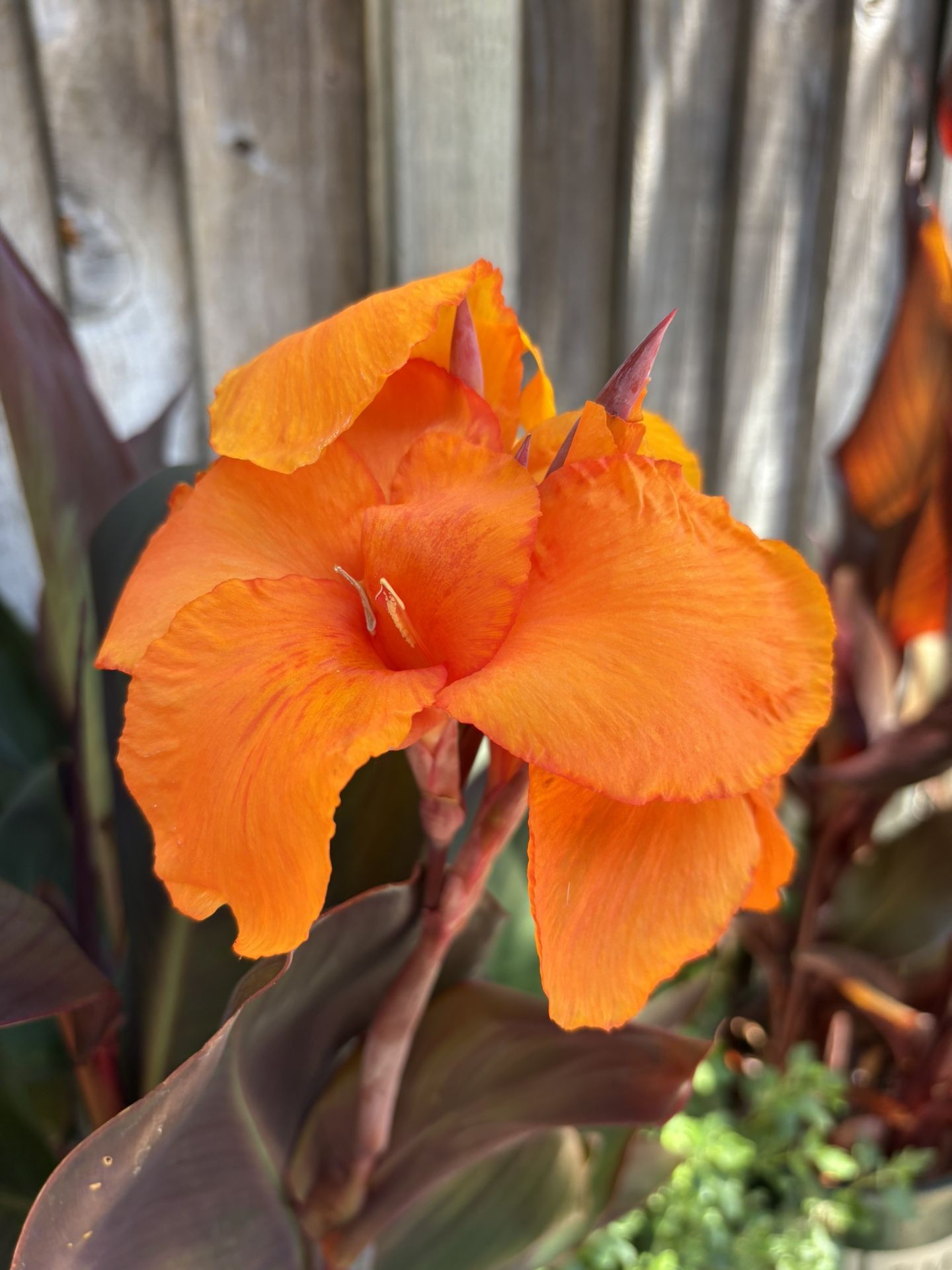 Canna Lily