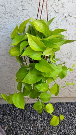 6" Pothos 'Neon'