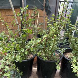 Elephant Food Or Jade Plants In 5 Gallon And One Gallon $35 And $10 Each Firm Price