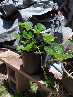 Strawberry  Plants