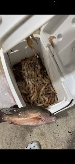 Fresh 🦐 📲 $5 Per LB