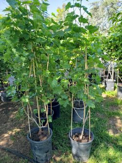 Red Grape Tree