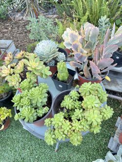 Variety Of Succulents Plants