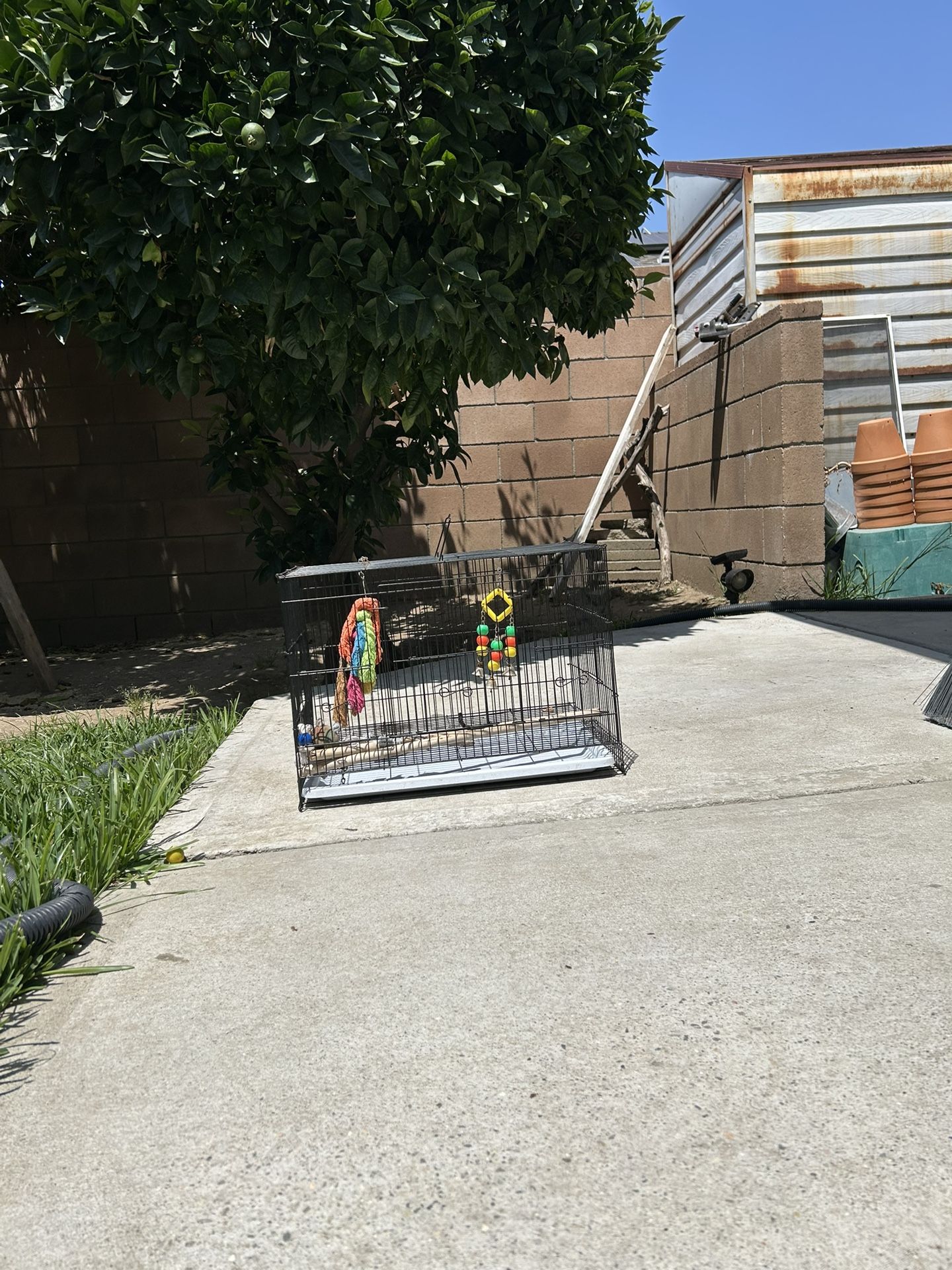 Bird Cage