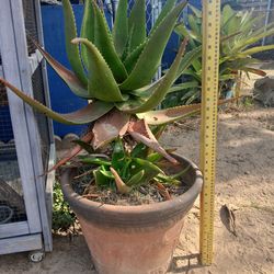 Aloe large with pot outside plant