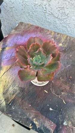 SUCCULENT