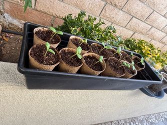 🌱🍈 Fresh Homegrown Melon Seedlings – Ready for Your Garden! 🍈🌱