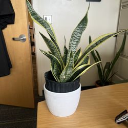 Sansevieria Suberba Snake Plant Flower Pot