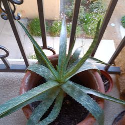 Big Plant With Big Pot