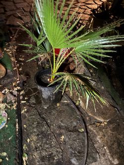 Windmill palm