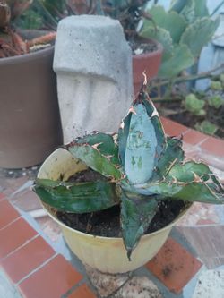 Agave titanota