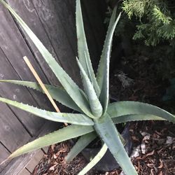Aloe Vera Plant