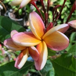 pedazo de Plumeria 