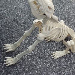 Halloween Decorations 